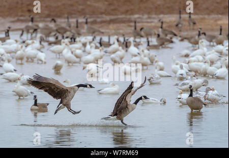 La bernache du Canada (Branta canadensis) et l'oie des neiges (Chen caerulescens) dans les eaux de la Cibola durant la mi-matinée. Cibola National Wildlife Refuge, en Arizona. Janvier 2013 Banque D'Images