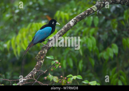 Oiseau du Paradis (Paradisaea rudolphi) mâle de nourriture, Tari Valley, Papouasie Nouvelle Guinée Banque D'Images