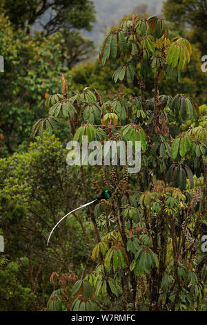 Le cerf de ruban (Astrapia Astrapia mayeri) mâle adulte, s'alimenter à une arborescence dans le Schefflera fructification forêt montagnarde tomba près de col, la Papouasie-Nouvelle-Guinée. Banque D'Images