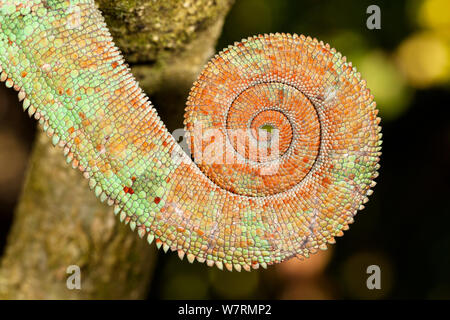 En queue d'un Parson's Chamaeleon Calumma parsonii (mâle), Perinet, Andasibe Mantadia, parc national de Madagascar Banque D'Images