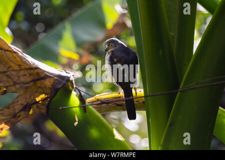 Madagascar Autour des palombes (Accipiter francesii francesii mâle) sur une branche, parc national Parc Mantadia- Andasibe, Madagascar, Afrique Banque D'Images