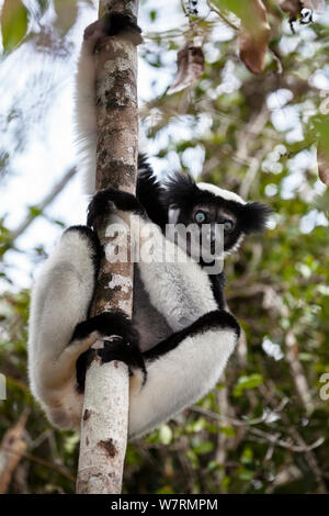 L'Indri (Indri Indri) sur l'arbre, Parc National Mantadia Andasibe, East-Madagascar, Afrique Banque D'Images