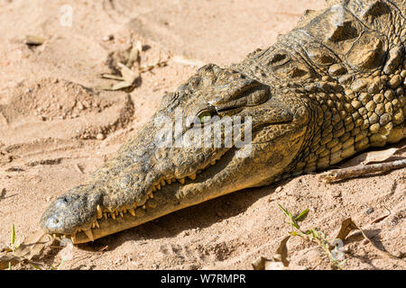 Le crocodile du Nil (Crocodylus niloticus madagascariensis) au soleil sur la rivière de sable, Madagascar, Afrique, captive Banque D'Images