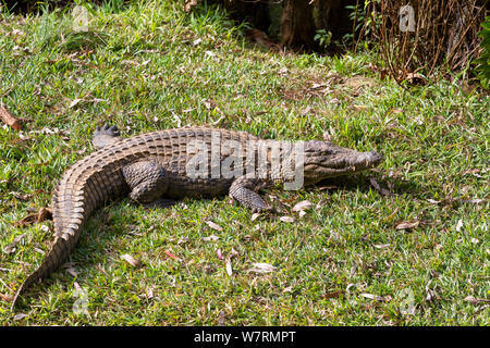 Le crocodile du Nil (Crocodylus niloticus madagascariensis) au soleil sur la terre, Madagascar, Afrique, captive Banque D'Images