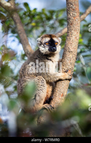 Le Lémurien Brun (Eulemur rufus) mâle climbing tree, le Parc National de Mantadia Andasibe, Madagascar, Afrique Banque D'Images