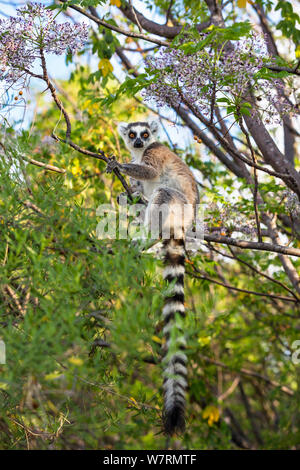 Lémurien Ringtailed (Lemur catta) dans l'arbre, près de Ambalavao, Madagascar, Afrique Banque D'Images