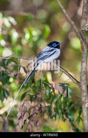 (Terpsiphone mutata Madagascar Paradise-Flycatcher mutata) masculin, forme blanche, le Parc National Tsingy de Bemaraha, est de Madagascar Banque D'Images