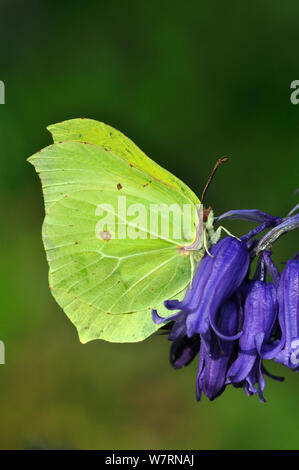 Papillon Brimstone mâle (Gonepteryx rhamni) sur Bluebell (Hyacinthoides non-scripta) fleur. Dorset, UK Avril Banque D'Images