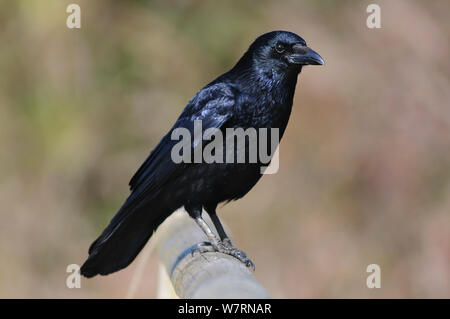 Des profils Corneille noire (Corvus corone) profile, Dorset, UK Mars Banque D'Images