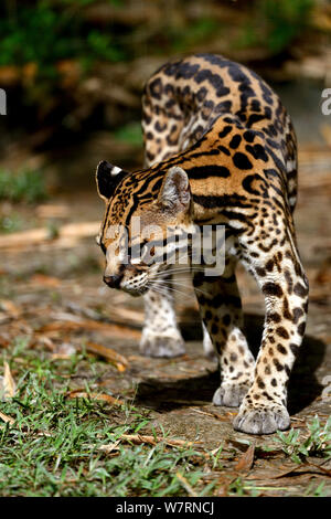 L'Ocelot (Leopardus pardalis) portrait, en Guyane française. Prisonnier Banque D'Images