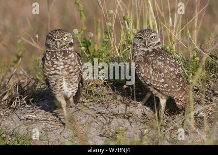 Floride La Chevêche des terriers (Athene cunicularia floridana) près de burrow, Cape Coral, Florida, USA Banque D'Images