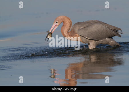 Aigrette garzette (Egretta rufescens rougeâtre) en commun "rose", morph, la chasse dans l'eau de marée, avec des petits poissons, probablement d'un Blue-Striped Grunt, comté de Pinellas, Floride, USA Banque D'Images