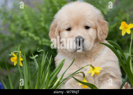 Chiot Golden Retriever à 5 semaines, en jardin avec Tete-a-tete jonquilles, Kingston, New York Banque D'Images