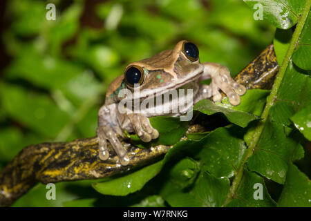 Big-Eyed Leptopelis vermiculatus) Rainette (forêts de captifs de Tanzanie. Les non-exclusive Banque D'Images