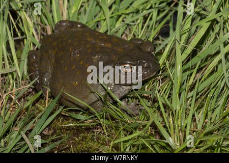 Colorado River (Bufo alvarius) également connu sous le nom de Désert de Sonora, crapaud, captif du sud-est de la Californie, le sud de l'Arizona, l'extrême sud-ouest du Nouveau Mexique, et de Sonora, au Mexique. Les non-exclusive Banque D'Images