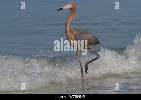 Aigrette garzette (Egretta rufescens rougeâtre) la chasse aux petits poissons marins à bord du surf, Tampa Bay, comté de Pinellas, Floride, USA Banque D'Images