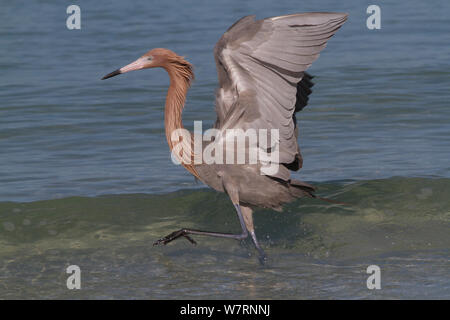 Aigrette garzette (Egretta rufescens rougeâtre) chassant les petits poissons marins à bord du surf, Tampa Bay, comté de Pinellas, Floride, USA Banque D'Images