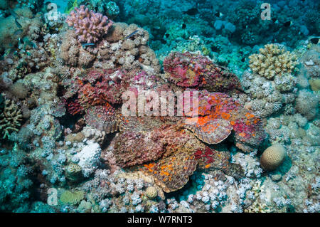 Un groupe de six Reef poisson-pierre (Synanceia verrucosa) dans une congrégation d'accouplement, les mâles luttent pour la position et la natation sur les femelles. La femelle libère ses œufs de poissons-pierres sur le fond de la mer, l'homme poisson-pierre vient et fertilise les oeufs en libérant le sperme sur elles. Ces personnes, qui vient tout juste de se libérer de leurs cuticules, sont des roses, pourpres et rouges corallines, ressemblant à un rock incrustés. C'est l'un des plus connus de poissons venimeux au monde. L'Egypte, Mer Rouge. Banque D'Images