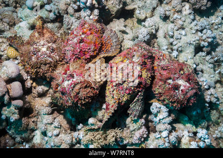 Un groupe de cinq Reef poisson-pierre (Synanceia verrucosa) dans une congrégation d'accouplement, les mâles luttent pour la position et la natation sur les femelles. La femelle libère ses œufs de poissons-pierres sur le fond de la mer, l'homme poisson-pierre vient et fertilise les oeufs en libérant le sperme sur elles. Ces personnes, qui vient tout juste de se libérer de leurs cuticules, sont des roses, pourpres et rouges corallines, ressemblant à un rock incrustés. C'est l'un des plus connus de poissons venimeux au monde. L'Egypte, Mer Rouge. Banque D'Images