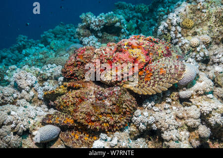 Un groupe de corail poisson-pierre (Synanceia verrucosa) dans une congrégation d'accouplement, les mâles luttent pour la position et la natation sur les femelles. La femelle libère ses œufs de poissons-pierres sur le fond de la mer, l'homme poisson-pierre vient et fertilise les oeufs en libérant le sperme sur elles. Ces personnes, qui vient tout juste de se libérer de leurs cuticules, sont des roses, pourpres et rouges corallines, ressemblant à un rock incrustés. C'est l'un des plus connus de poissons venimeux au monde. L'Egypte, Mer Rouge. Banque D'Images