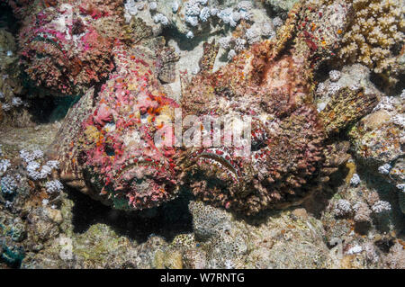 Reef poisson-pierre (Synanceia verrucosa) dans une congrégation d'accouplement, les mâles luttent pour la position et la natation sur les femelles. La femelle libère ses œufs de poissons-pierres sur le fond de la mer, l'homme poisson-pierre vient et fertilise les oeufs en libérant le sperme sur elles. Ces personnes, qui vient tout juste de se libérer de leurs cuticules, sont des roses, pourpres et rouges corallines, ressemblant à un rock incrustés. C'est l'un des plus connus de poissons venimeux au monde. L'Egypte, Mer Rouge. Banque D'Images