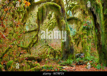 Barbe moussue se suspendre à ces grands arbres érable (Acer macrophyllum) dans le hall de mousses de la forêt tropicale de Hoh Olympic National Park. L'État de Washington. USA. Novembre 2012 Banque D'Images