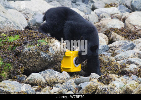 L'île de Vancouver, l'ours noir (Ursus americanus) vancouveri caméra distante, chargée de l'île de Vancouver, Colombie-Britannique, Canada, août. Banque D'Images
