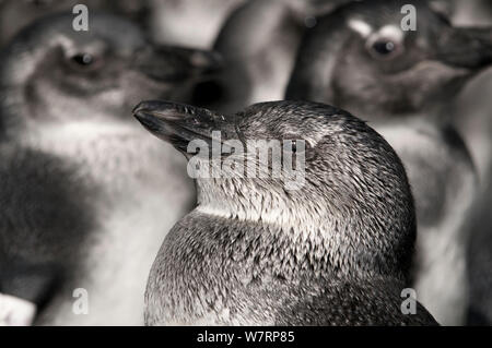 Manchot Spheniscus demersus (poussins) en réadaptation au sud de l'Fondation africaine pour la conservation des oiseaux côtiers (SANCCOB) Cape Town, Afrique du Sud. À ce stade de développement les pingouins sont connus sous le nom de blues (le stade juvénile avant les pingouins faire croître leur plumage adulte) Banque D'Images