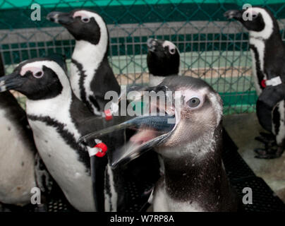 Manchot du Cap (Spheniscus demersus), se nourrir de poissons, au cours de la rééducation à Southern Fondation africaine pour la conservation des oiseaux côtiers (SANCCOB), Cape Town, Afrique du Sud. Banque D'Images