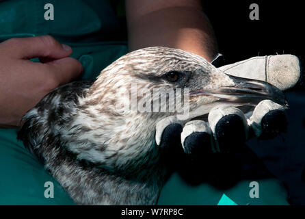 Kelp Gull (Larus dominicanus), juvénile avec la tête dans la main, le sud de l'agent de restructuration Fondation africaine pour la conservation des oiseaux côtiers (SANCCOB), Cape Town, Afrique du Sud Banque D'Images