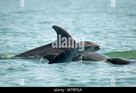 Grand dauphin (Tursiops truncatus) bébés nageurs près de mère, l'estuaire du Sado, Portugal Banque D'Images