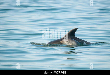 Grand dauphin (Tursiops truncatus) bébés nageurs près de mère, l'estuaire du Sado, Portugal Banque D'Images