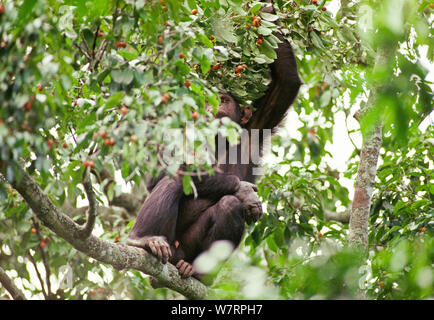 Arbre généalogique de fructification des chimpanzés adultes avec fil piège main endommagée, dans l'arborescence de la fructification (Pan troglodytes schweinfurthii). Tongo, le Parc National des Virunga, Kivu, République démocratique du Congo Banque D'Images
