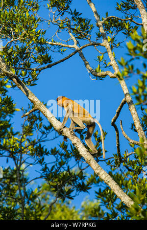 Proboscis Monkey (Nasalis larvatus) grimpant sur un arbre de la Mangrove, Sabah, Malaisie, Bornéo. Banque D'Images