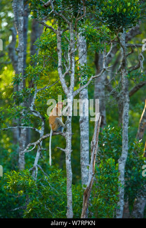 Proboscis Monkey (Nasalis larvatus) assis dans l'arbre, Sabah, Malaisie, Bornéo. Banque D'Images