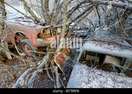 Les arbres croissant à travers des voitures abandonnées dans 'voiture' cimetière Bastnas, Suède, Décembre Banque D'Images