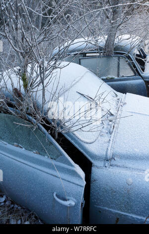 Arbre qui pousse de l'intérieur de voiture abandonnée dans la voiture 'cimetière' Bastnas, Suède, Décembre Banque D'Images