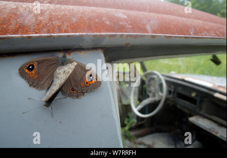 Mur Nord Brown (Lasiommata petropolitana) reposant sur une vieille voiture abandonnée dans un cimetière', 'voiture Bastnas, Suède. Juin Banque D'Images