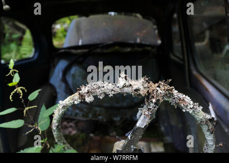 Couverts de lichen, volant dans la vieille voiture abandonnée dans la voiture 'cimetière' Usedom, Suède Banque D'Images