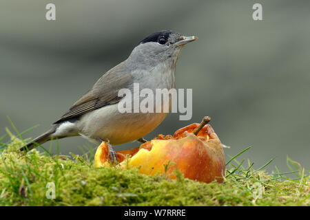 Sylvia atricapilla Blackcap (mâle) se nourrissent d'une manne apple, Hertfordshire, England, UK, janvier. Banque D'Images