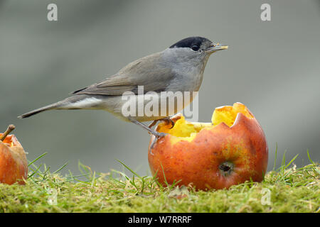 Sylvia atricapilla Blackcap (mâle) se nourrissent d'une manne apple, Hertfordshire, England, UK, janvier. Banque D'Images