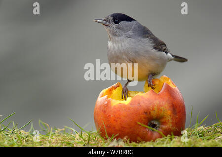 Sylvia atricapilla Blackcap (mâle) se nourrissent d'une manne apple, Hertfordshire, England, UK, janvier. Banque D'Images