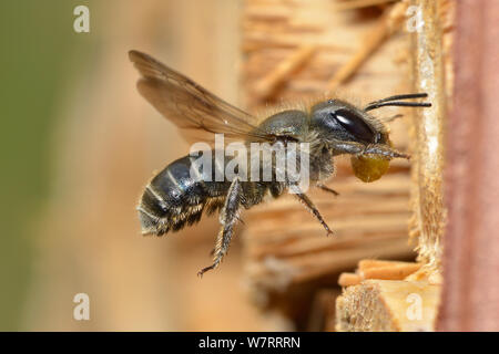 Femelle Bleue (abeilles Osmia caerulescens) voler dans une boîte d'insectes dans un jardin, Hertfordshire, Angleterre, Royaume-Uni, juin. Banque D'Images