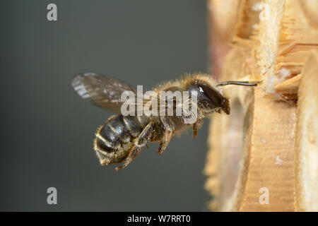 Femelle Bleue (abeilles Osmia caerulescens) voler dans une boîte d'insectes dans un jardin, Hertfordshire, Angleterre, Royaume-Uni, juin. Banque D'Images