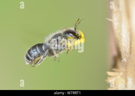 Femelle Bleue (abeilles Osmia caerulescens) voler dans un insecte fort, avec des mandibules couvertes dans le pollen, Hertfordshire, Angleterre, juin. Banque D'Images