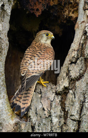 Femme crécerelle (Falco tinnunculus) perché dans l'entrée d'un nid dans un vieil arbre, Hertfordshire, Angleterre, Royaume-Uni, juin. Banque D'Images