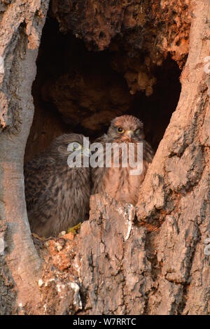 Deux mineurs crécerelle (Falco tinnunculus) perché dans un nid dans un vieil arbre, Hertfordshire, Angleterre, Royaume-Uni, juin. Banque D'Images