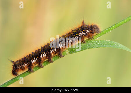 Espèce d'Euthrix potatoria buveur (caterpillar) à partir d'une rosée potable tige d'herbe, Hertfordshire, Angleterre, Royaume-Uni, mai. Conditions contrôlées. Banque D'Images