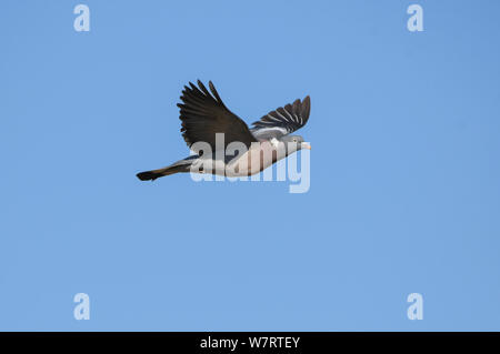 Close-up of common wood pigeon en vol Banque D'Images