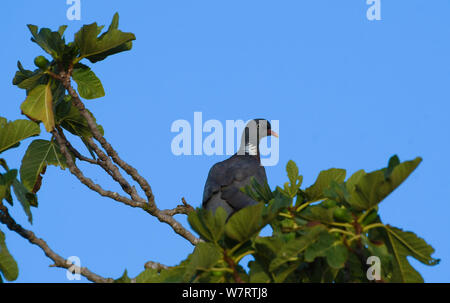 Close-up of common wood pigeon perché sur un figuier au lever du soleil Banque D'Images